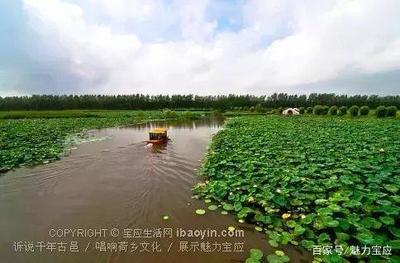 我在寶應(yīng)荷園等你:接天蓮葉無(wú)窮碧,映日荷花別樣紅